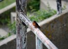 Boerenzwaluw (Egyptische) (Hirundo rustica savignii) - Kharkhorin 16-08-2016 (2)